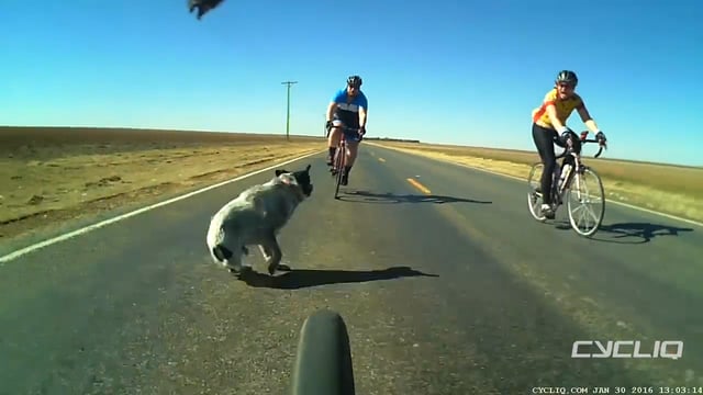 The Charging Dog